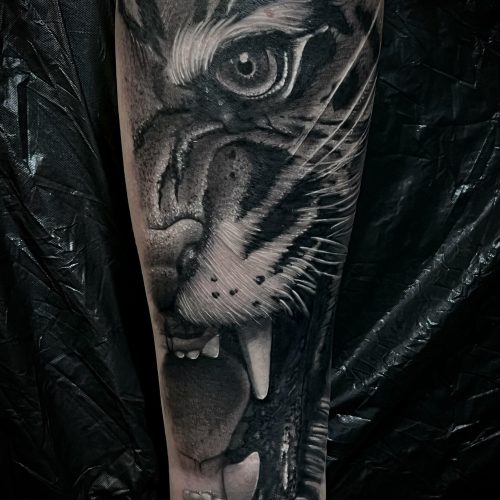 Tiger-scaled.jpeg